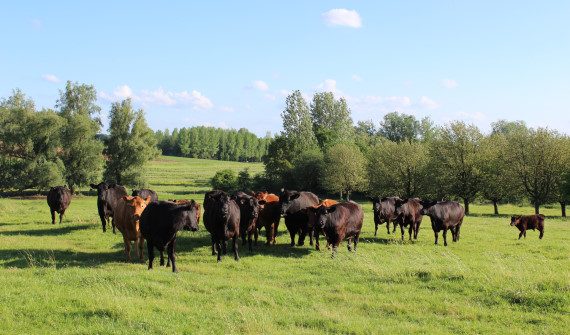 Boerderij Hex in Heers